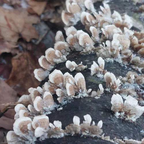 silky parchment