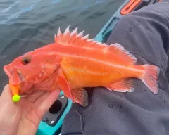 Yelloweye Rockfish thumbnail 4