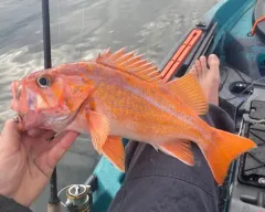 Canary Rockfish thumbnail 3