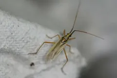 Litomiris debilis thumbnail 2