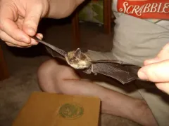 Northern Myotis thumbnail 2