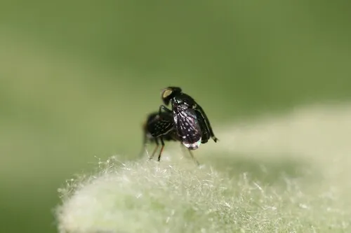 Amphicnephes pullus