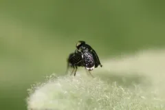 Amphicnephes pullus thumbnail 1