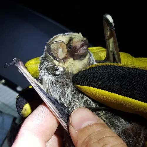 Northern Hoary Bat