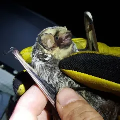 Northern Hoary Bat thumbnail 1