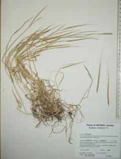 jointed goat grass thumbnail 2