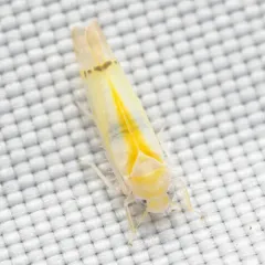 Ossiannilssonola australis thumbnail 4