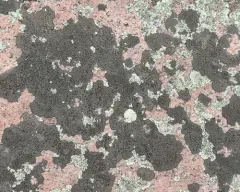 Boreal Single-spored Map Lichen thumbnail 3