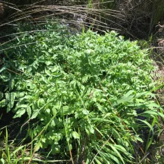 watercress thumbnail 4