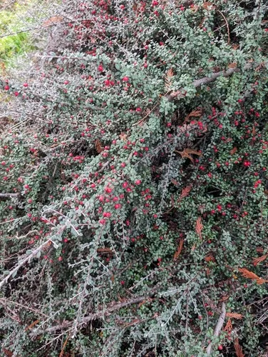 earthquake cotoneaster