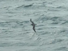 Buller's Shearwater thumbnail 4