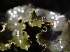 Arctic Moon Lichen thumbnail 2