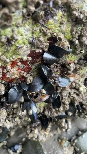 Mediterranean Mussel