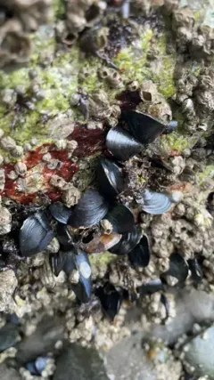 Mediterranean Mussel thumbnail 1