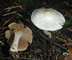 White Fibrecap thumbnail 3