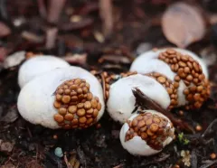 amorphous bird's nest fungus thumbnail 4