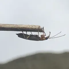 Four-marked False Blister Beetle thumbnail 4