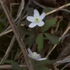 wood anemone thumbnail 4