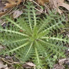 swamp thistle thumbnail 3