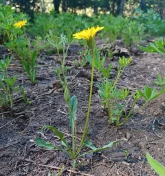 alpine lake false-dandelion thumbnail 4