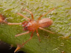 Helophora reducta thumbnail 2