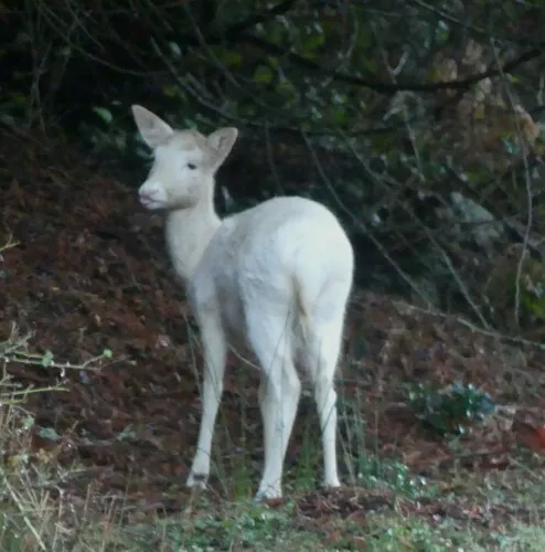 European Fallow Deer