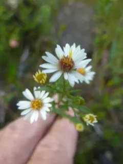 Tradescant's aster thumbnail 2