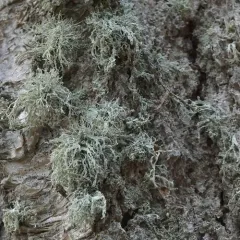 Frayed Ribbon Lichen thumbnail 4