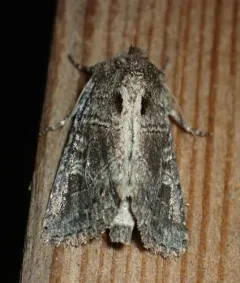 obtuse sedge borer thumbnail 3