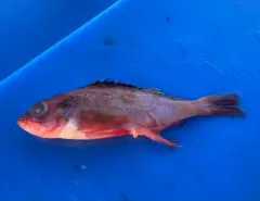Harlequin Rockfish thumbnail 1
