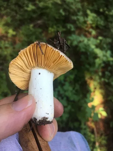 Russula firmula