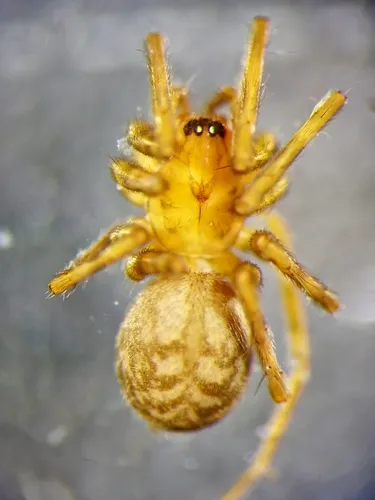 Calymmaria nana
