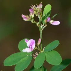 violet bush clover thumbnail 3