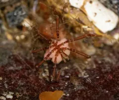 Spiny-thigh Sea Spider thumbnail 3