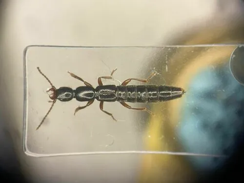 Lathrobium fauveli