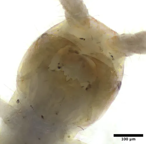 One-eyed centipede