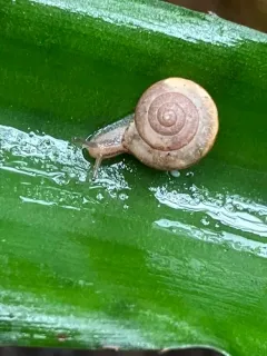 Asian Tramp Snail thumbnail 2