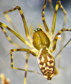 Arcuphantes arcuatulus thumbnail 2