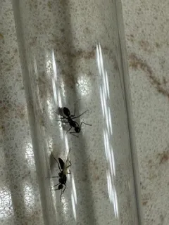 Six-spotted Carpenter Ant thumbnail 2