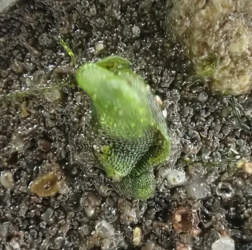 Texas Balloonwort