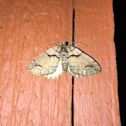 Variable Carpet Moth