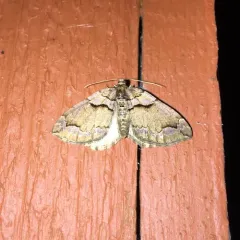 Variable Carpet Moth thumbnail 1