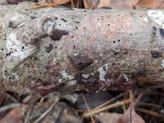 pine jelly thumbnail 3