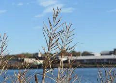 Big Cordgrass thumbnail 4