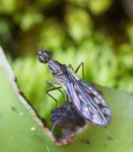 Dolichocephala chillcotti