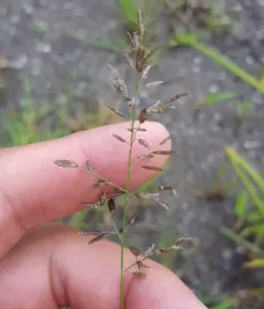 Little Lovegrass thumbnail 2