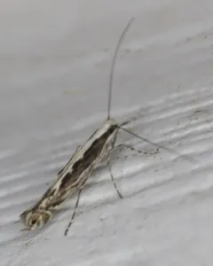 Willow Leaf Blotch Miner Moth thumbnail 3