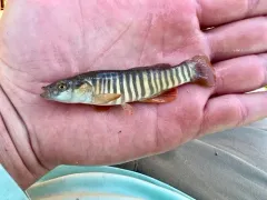 Northern Plains Killifish thumbnail 3