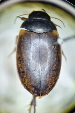 River beetle thumbnail 3