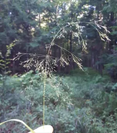 Perennial Bentgrass thumbnail 3